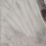 Schulter und Federn nah